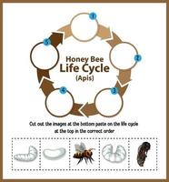 diagrama que muestra el ciclo de vida de las abejas melíferas apis vector