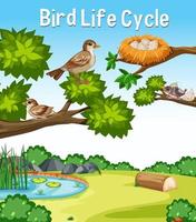 fuente del ciclo de vida de las aves en la escena de la naturaleza al aire libre vector