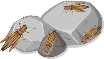 Muchos saltamontes en piedras aisladas vector