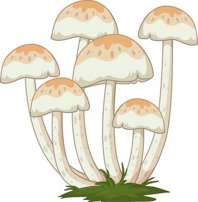 Many mushrooms in cartoon style on white background