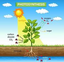 Diagrama que muestra el proceso de fotosíntesis en planta. vector