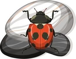 Top view of ladybug on a stone on white background vector