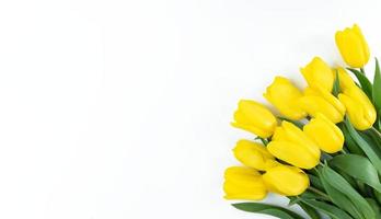 Bouquet of yellow tulips on white background with copy space photo