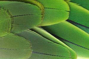 Colorful green bird feathers