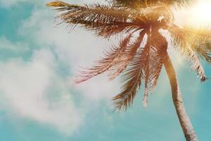 Tropical palm coconut trees on a blue sky with sun flare photo