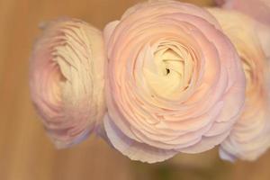 Pink Ranunculus flowers close up with a blurred background photo