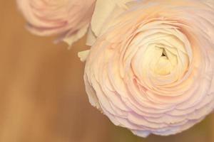 Pink Ranunculus flowers close up with a blurred background photo