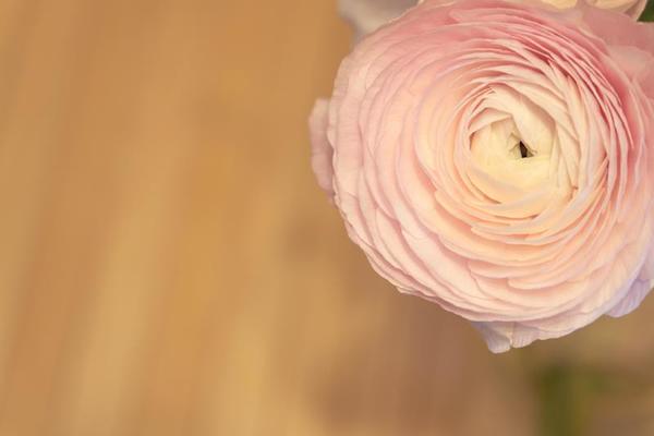 Ranunculus Stock Photos, Images and Backgrounds for Free Download