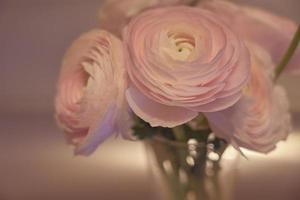 Flores de ranúnculo rosa de cerca en un jarrón con un fondo borroso foto