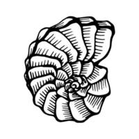 Seashells.  Hand drawn vector illustration in sketch style.