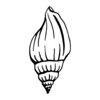 Seashells.  Hand drawn vector illustration in sketch style.