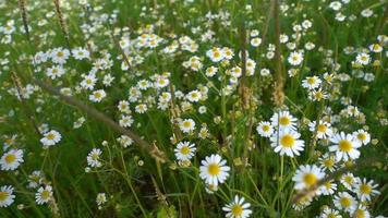 schöne Gänseblümchen in der Natur video