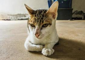 Close-up of a house cat photo