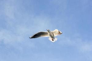 Seagull in flight photo