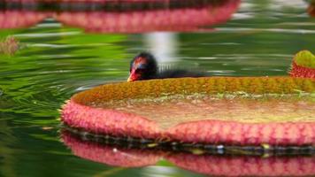 lotusbloemen bladeren en kleine baby eend video