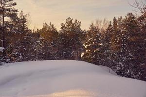 Winter forest on a frosty sunny day photo