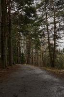 A road in a forest on a cloudy day during the springtime photo