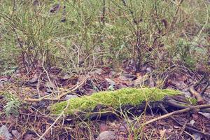 Musgo verde vibrante brillante en un bosque de primavera como fondo natural foto