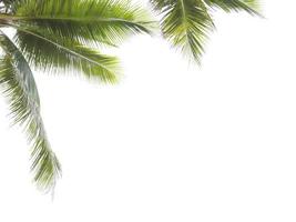 Coconut tree leaves framing white background photo