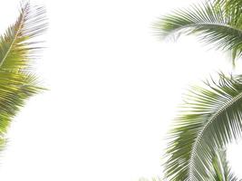 Coconut leaf frame on white background photo