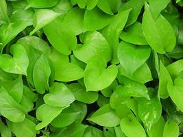 Close up of fresh green leaves in the garden photo