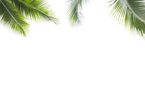 Coconut leaf frame isolated on white background photo