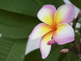 Close-up frangipani plumeria flower photo