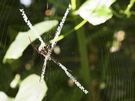 Close-up the wasp spider in a web photo