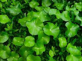 Garden ground cover plant photo