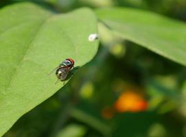 Close up green fly sitting on a green leaf photo