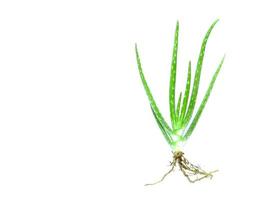 Aloe vera plant isolated on a white background photo