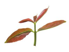 Young leaves of mountain apple isolated on white background photo