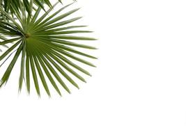 Palm green leaf isolated on white background photo