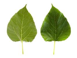 Two mulberry leaves isolated on white backgorund