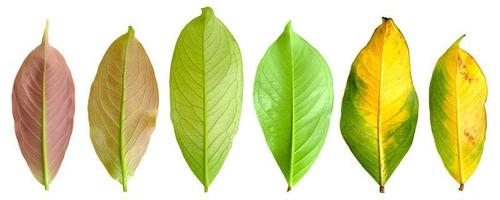 Mountain apple leaves on white background photo