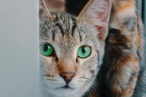 gato doméstico con ojos verdes mirando a la cámara foto