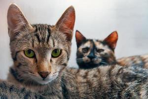 Two domestic cats looking at camera photo