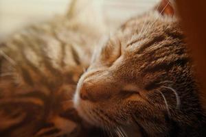 Cute sleeping tabby cat photo