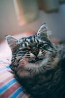 Tabby cat yawns photo