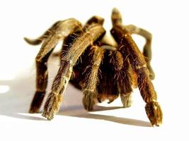 Tarantula on a white background photo