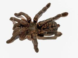 Top view of a tarantula spider photo