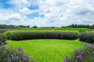 Purple flowers in a field photo