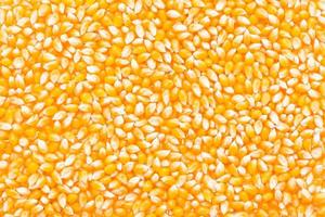Corn cob seed photo