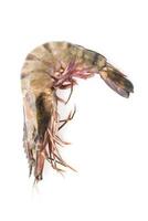 Tiger prawn shrimp photo