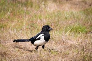 Magpie standing on ground in dry brown grass with beak open