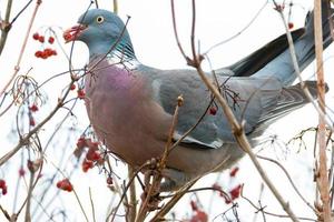 Pigeon perched on a tree with red berry in beak photo