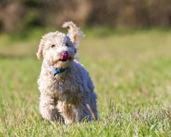 Portrait of poochon puppy running in green grass photo