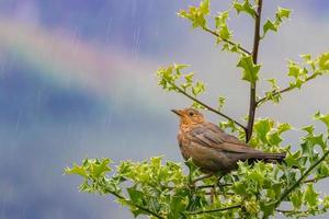 Brown female blackbird in rain photo