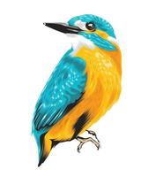 pájaro colorido realista aislado en blanco vector