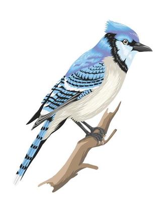 Realistic Bird Vector Art, Icons, and Graphics for Free Download